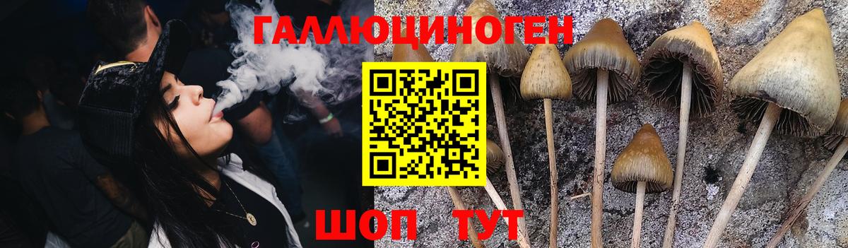 Псилоцибиновые грибы Psilocybine cubensis Северобайкальск